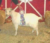 Bells Goats Sweet Sixteen